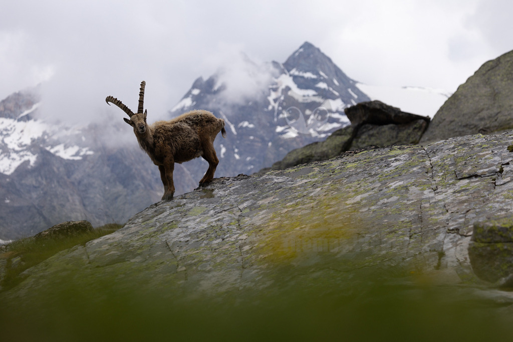 _5NF1690_20250713 | Ein majestätischer Alpensteinbock (Capra ibex) steht auf einem felsigen Vorsprung in den Bergen und blickt direkt in die Kamera. Sein zotteliges braunes Fell und die imposanten, gebogenen Hörner sind deutlich zu erkennen. Im Hintergrund erheben sich schneebedeckte Gipfel, die teilweise von Wolken verhüllt sind, was eine dramatische und wilde Alpenlandschaft schafft. Der Steinbock scheint aufmerksam zu sein, während er auf dem rauen Gelände posiert. Es sind keine direkten Interaktionen mit anderen Tieren oder Menschen zu beobachten; das Bild fängt einen Moment der Ruhe und Präsenz des Tieres in seinem natürlichen Lebensraum ein. - Realisiert mit Pictrs.com