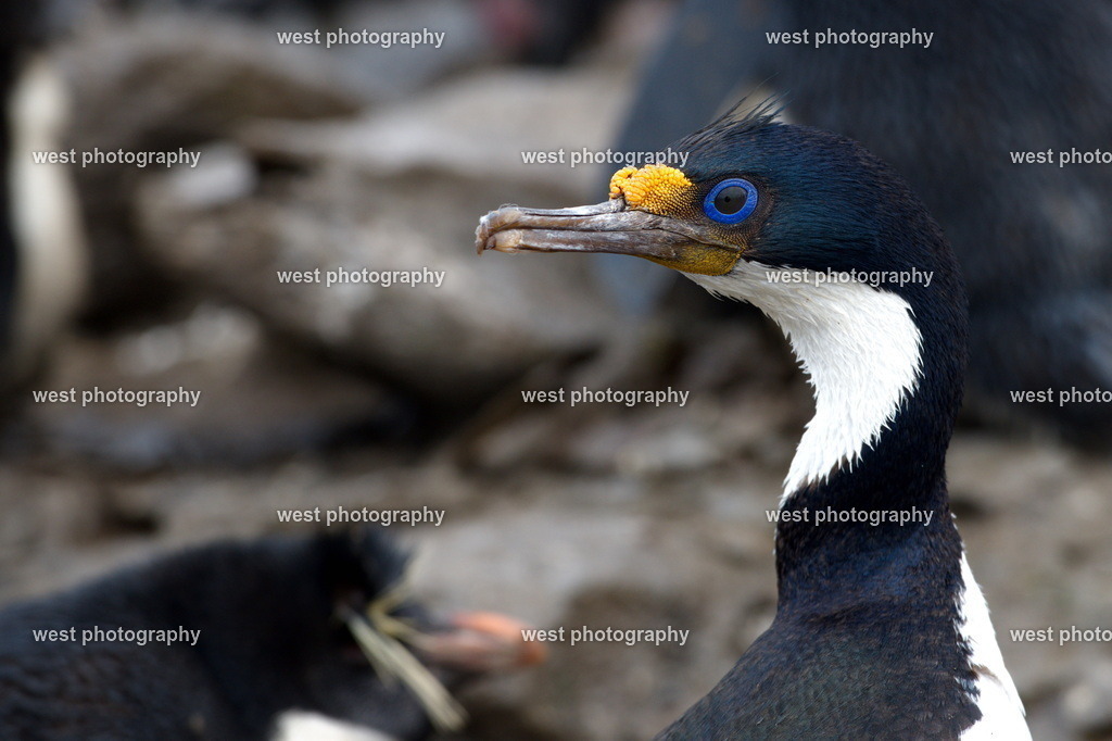Cormorant SLI - FLK 2014 | west photography - Realisiert mit Pictrs.com