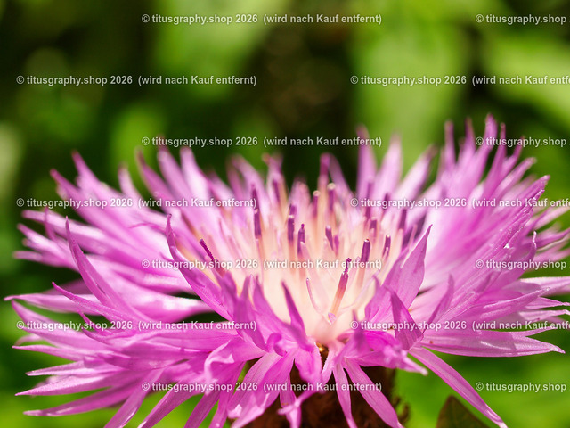 titusgraphy_P7173115-vz-ln | titusgraphy-shop: Geschenkideen mit Qualitätsfotos. titusgraphy-shop: gift ideas with quality photos. titusgraphy-shop: idées cadeaux avec photos de qualité.  - Realisiert mit Pictrs.com