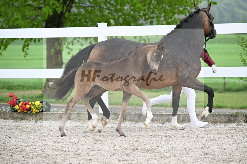 Kat-Nr. 29 SF Gold Garant x Hesselteichs Grimaldi_Bader_23261155 | hf-fotografie - Realizzato con Pictrs.com