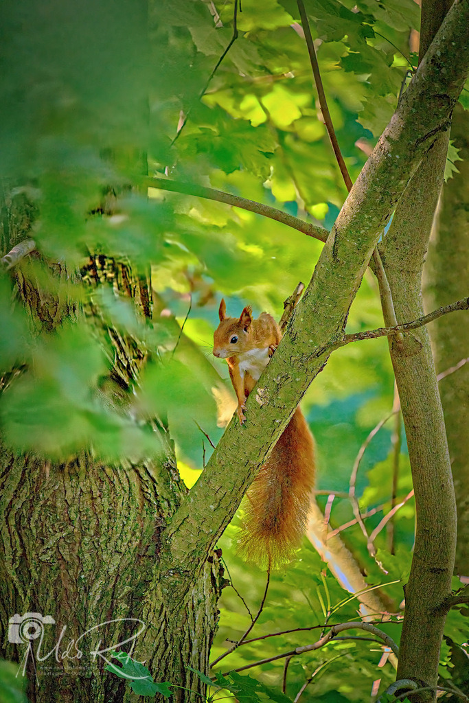 Eichhörnchen3 | Entdecken Sie Fotografie aus Leidenschaft: Auftragsfotografie, HD-Fotos, Geschenkartikel aus Ihren Bildern und vieles mehr. Beauftragen Sie uns für besondere Momente!
