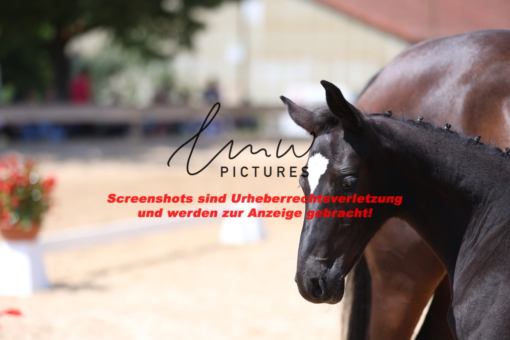 Fohlenschau_Schwäbisch_Hall_springbetonte_Fohlen_KN 34_16 | lmwpictures - Realisiert mit Pictrs.com