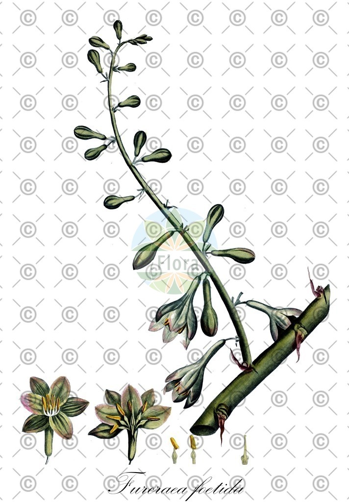 HistAbb_wfo-0000693584_1_ENZY_Simple | Historische Abbildung von Furcraea foetida - Asparagaceae | Historical Illustration of Furcraea foetida - Asparagaceae