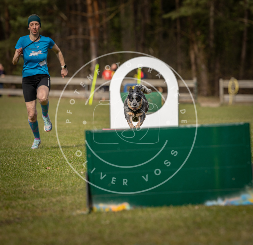 Pfotenfotografie_DV3A8588 | Hundefotografie, Tierfotograf, Pfotenfotografie, Fotoshooting Hund, Hunde Portrait, Hundesport, Hundeportraits, Heideshooting, Hunde, Sportfotograf, Hundefotograf, Turnierhundsport, THS,  - Realisiert mit Pictrs.com