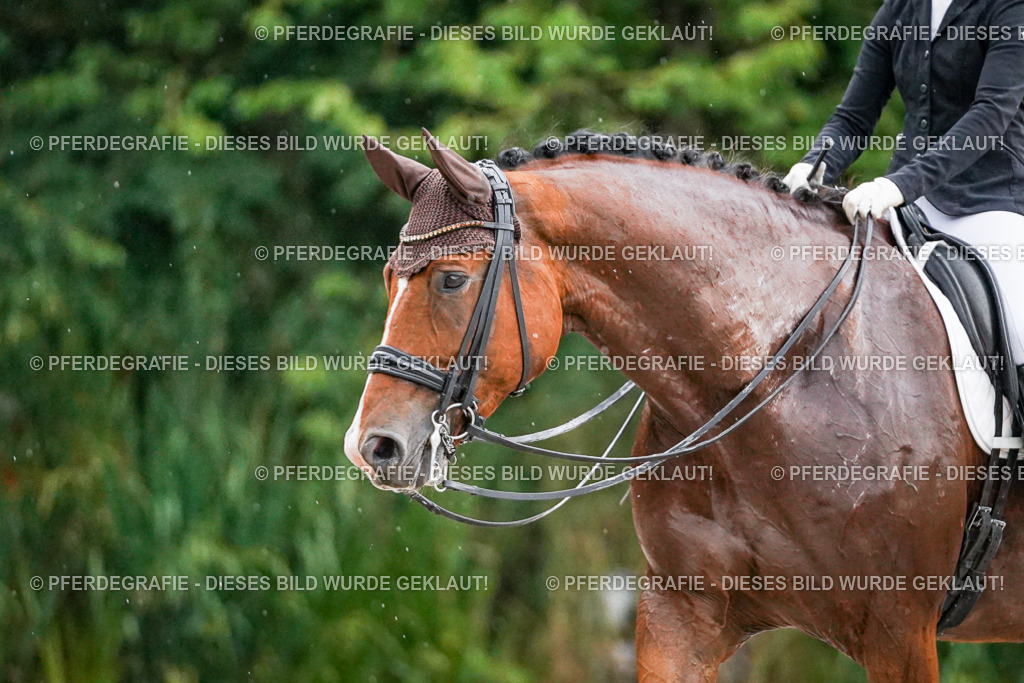 DSC09904 | Pferdegrafie