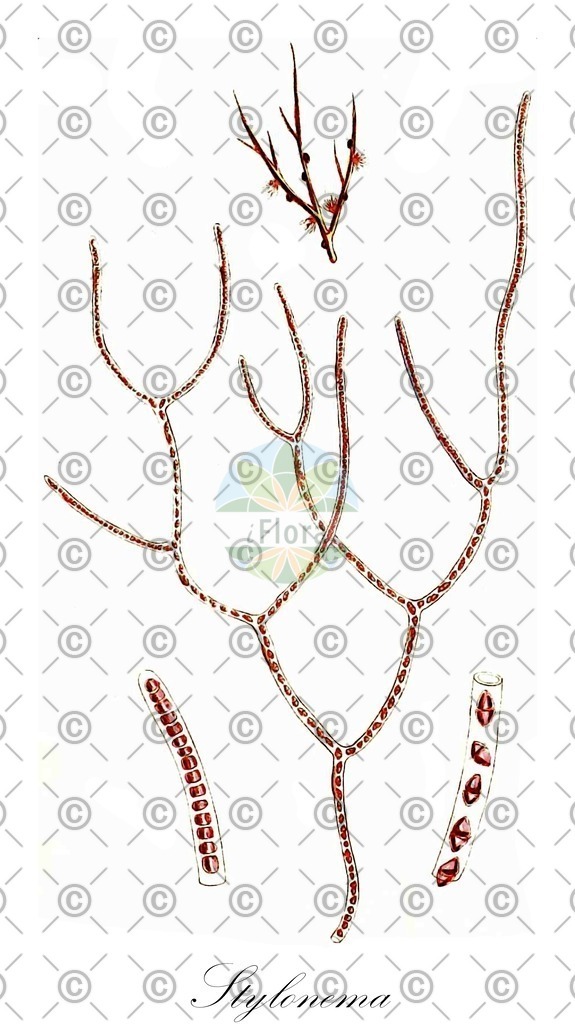 HistAbb_wfo-0001090305_1_ENZY_Simple | Historische Abbildung von Stylonema - Stylonemataceae (0) | Historical Illustration of Stylonema - Stylonemataceae (0)