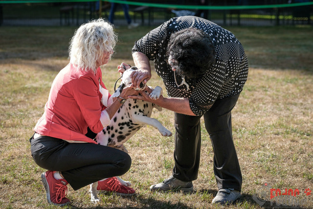 Dalmatiner DZGD CDF in Hilden | Dalmatiner, Regionalgruppenausstellung DZGD / CDF) in Hilden. Richterin Margrit Martegani.  in Hilden  04.09.2022 Foto: Leo Wyden