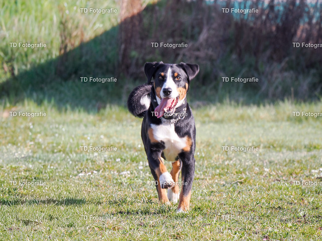 hund-3170053 | Fotogalerie von Thomas Dettweiler mit Eventbildern und lizenzfreien Fotos. Perfekt als Wandbild, für Büro, Website oder private Nutzung. - Realisiert mit Pictrs.com