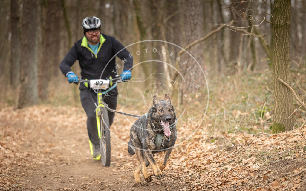 Pfotenfotografie_DV3A7416 | Hundefotografie, Tierfotograf, Pfotenfotografie, Fotoshooting Hund, Hunde Portrait, Hundesport, Hundeportraits, Heideshooting, Hunde, Sportfotograf, Hundefotograf, Turnierhundsport, THS,  - Realisiert mit Pictrs.com