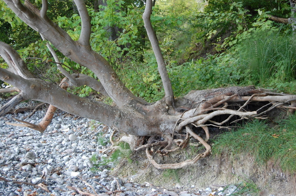 CD32A440-34CC-4093-8D31-D7569424C938 | Franz Podek