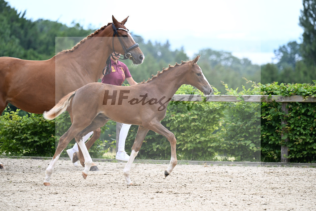 Kat-Nr. 3 Bastiano x Danone I_SF_Moser u Schuhmann_14250078 | hf-fotografie - Realizzato con Pictrs.com