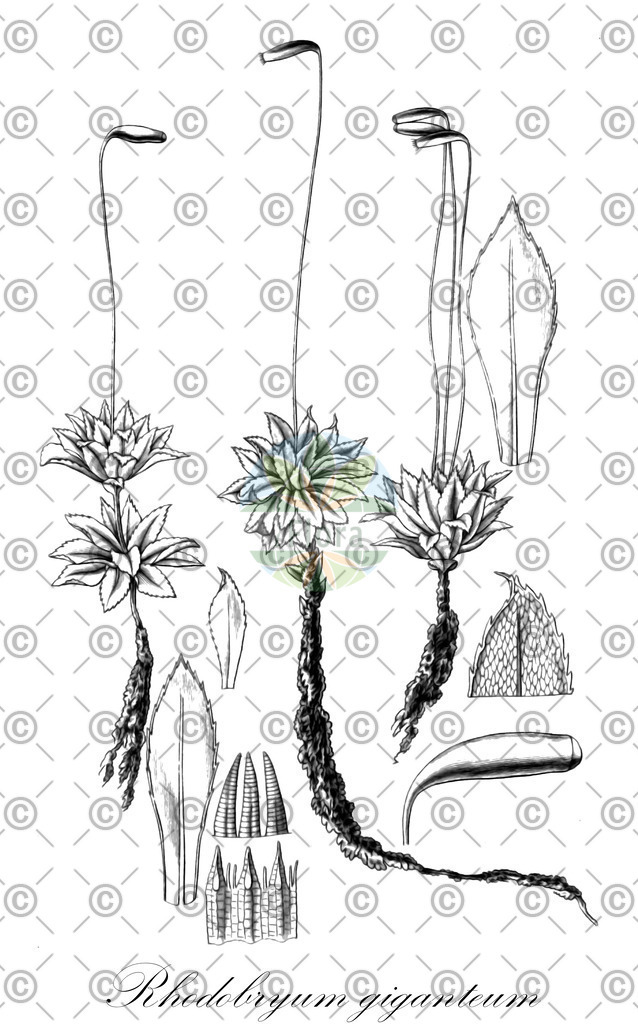HistAbb_794M_1_ENZY_Simple | Historische Abbildung von Rhodobryum giganteum - Bryaceae | Historical Illustration of Rhodobryum giganteum - Bryaceae