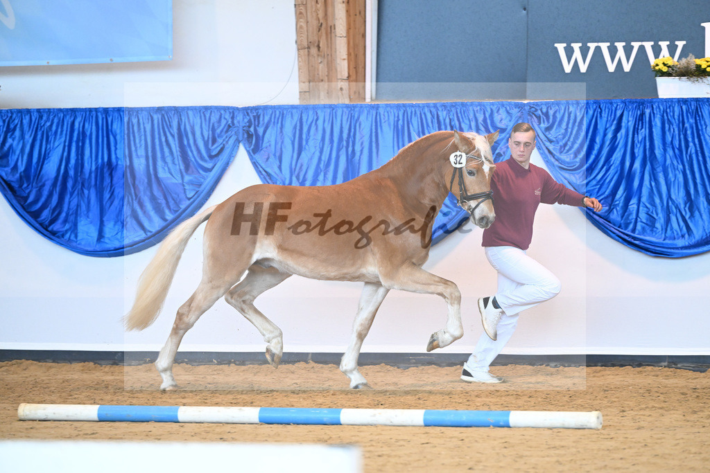 Kat-Nr. 32 Sir Corona v. Starino I_Moeckel_60220867 | hf-fotografie - Realisiert mit Pictrs.com
