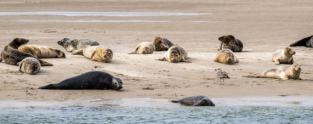 Seehunde und Kegelrobben auf einer Sandbank vor Texel: Naturerlebnis im Wattenmeer | Eine große Gruppe von Seehunden und Kegelrobben ruht auf einer freiliegenden Sandbank im Wattenmeer vor der niederländischen Nordseeinsel Texel. Die Meeressäuger nutzen die geschützte Sandbank zur Rast und Erholung mitten im Küstengewässer unter bedecktem Himmel. Hervorragend geeignet für redaktionelle Beiträge über die Heimische Tierwelt, Artenschutz, Nationalpark Wattenmeer, Sanfttourismus und Naturerlebnisse an der Nordsee. - Realisiert mit Pictrs.com