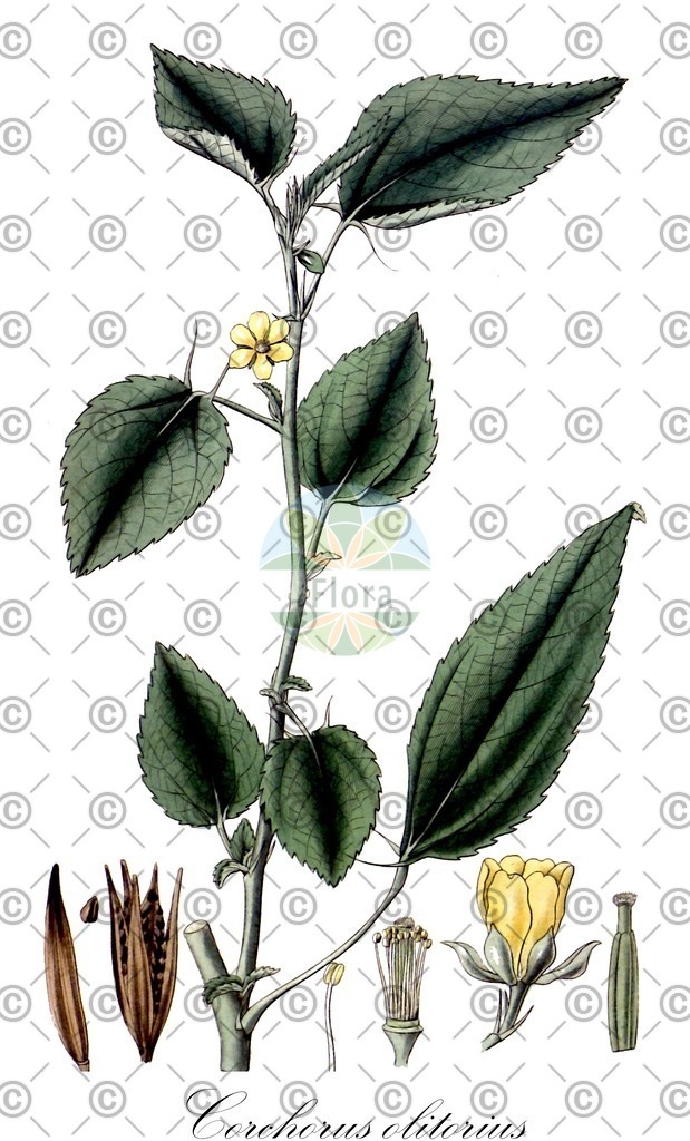 HistAbb_wfo-0000165271_1_ENZY_Simple | Historische Abbildung von Corchorus olitorius - Malvaceae | Historical Illustration of Corchorus olitorius - Malvaceae