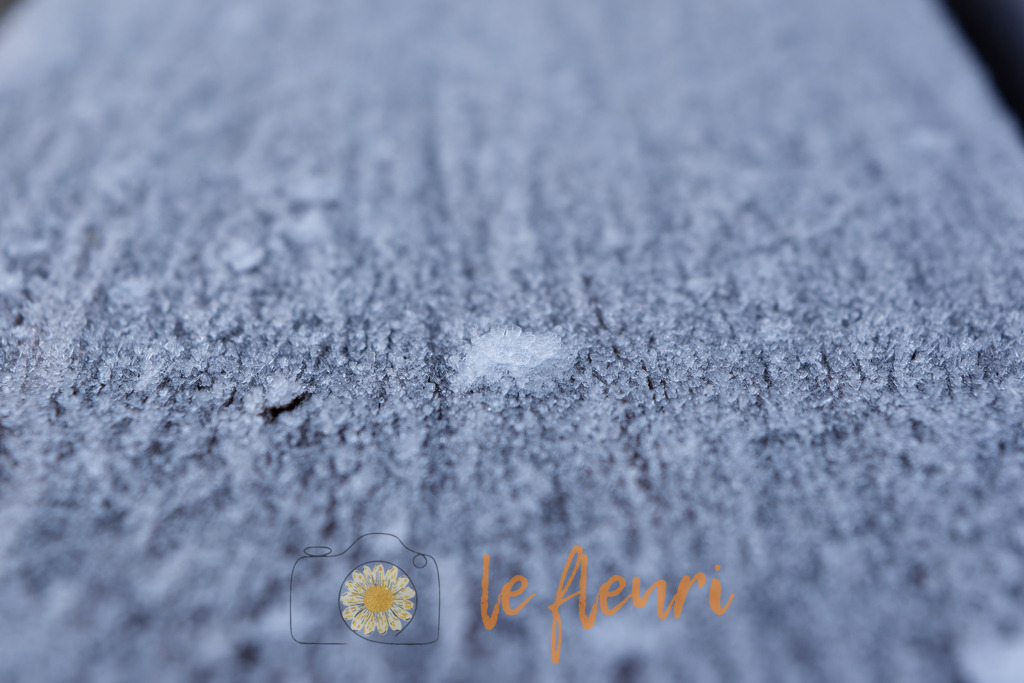 DSC_0260-NEF_DxO_DeepPRIME | Dies ist der Shop von Florian Blum - le fleuri. Langenthal, Bern, SchweizSie können hier meine oder ihre eigenen Fotos als Fotoprodukte kaufen. Tassen, Schlüsselanhänger, Taschen etc. können Sie hier gestalten.  - Realisiert mit Pictrs.com