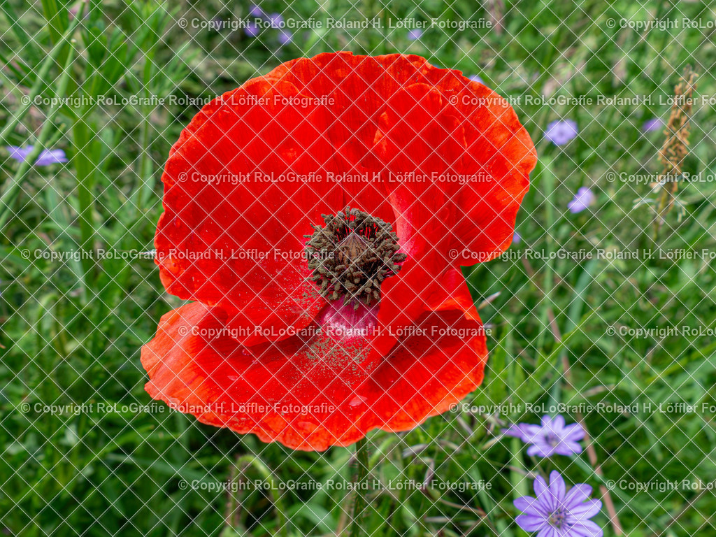 Klatschmohn_Papaver rhoeas L._Familie-Papaveraceae (2) | Klatschmohn Papaver rhoeas L. Aus der Familie der Papaveraceae - Realisiert mit Pictrs.com