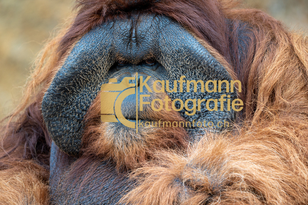 Jungle_Park_def-4356 | kaufmannfoto - Realisiert mit Pictrs.com