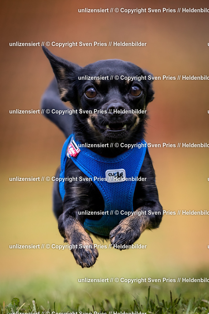 Sven Pries | 2024-04-21 - Hunderennen Baden-Oos
Foto: Sven Pries - Realisiert mit Pictrs.com