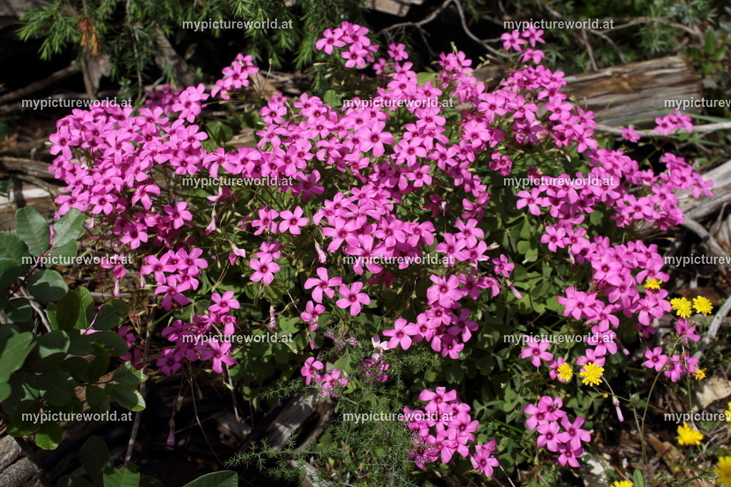 Rosablühender Sauerklee-009 | Das Bilderarchiv über Tiere, Planzen und Landschaften. In der Bilddatenbank finden Sie ein große Auswahl an hochwertigen Bilder für Ihre Werbung - Realisiert mit Pictrs.com