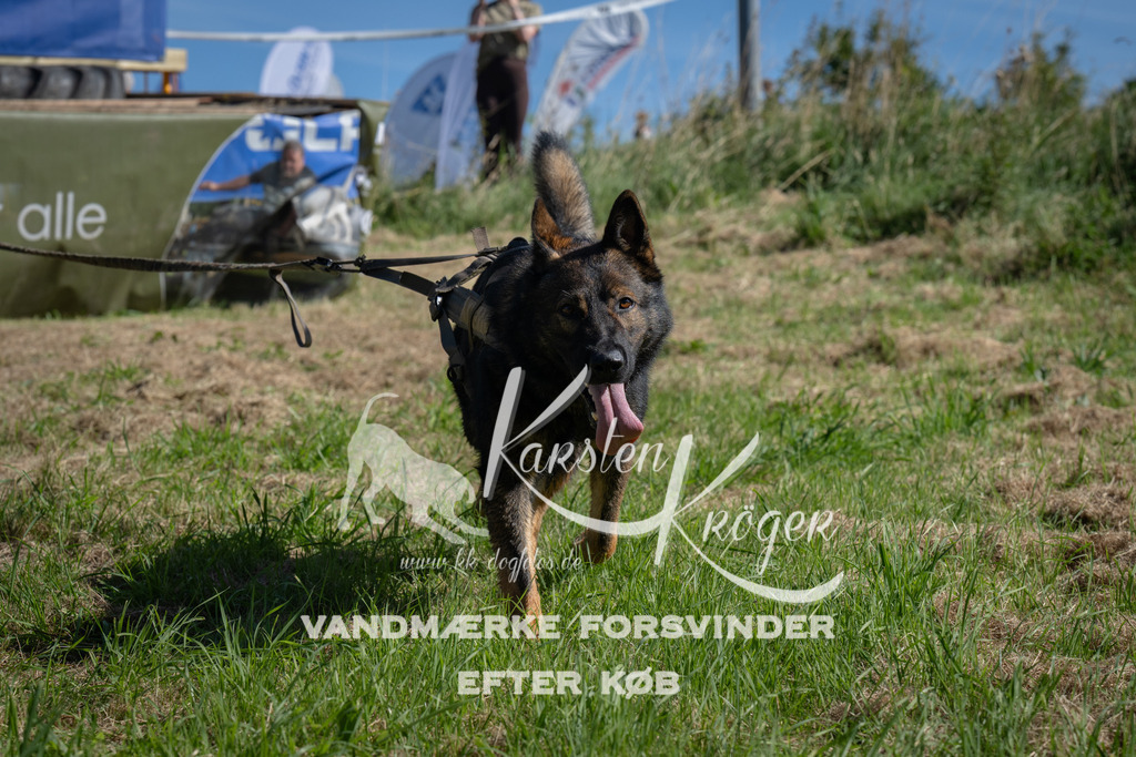1051_ZZ99322 | kk-dogfotos
