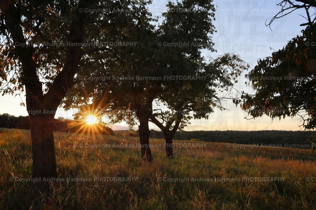 Abendsonne in Streuobstwiese | Abendsonne in Streuobstwiese - Realisiert mit Pictrs.com