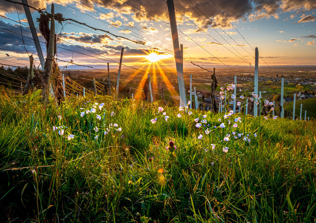 MPI_Blüten_0018 | Wiesenschaumkraut im Weinberg bei Bottenau - Realisiert mit Pictrs.com