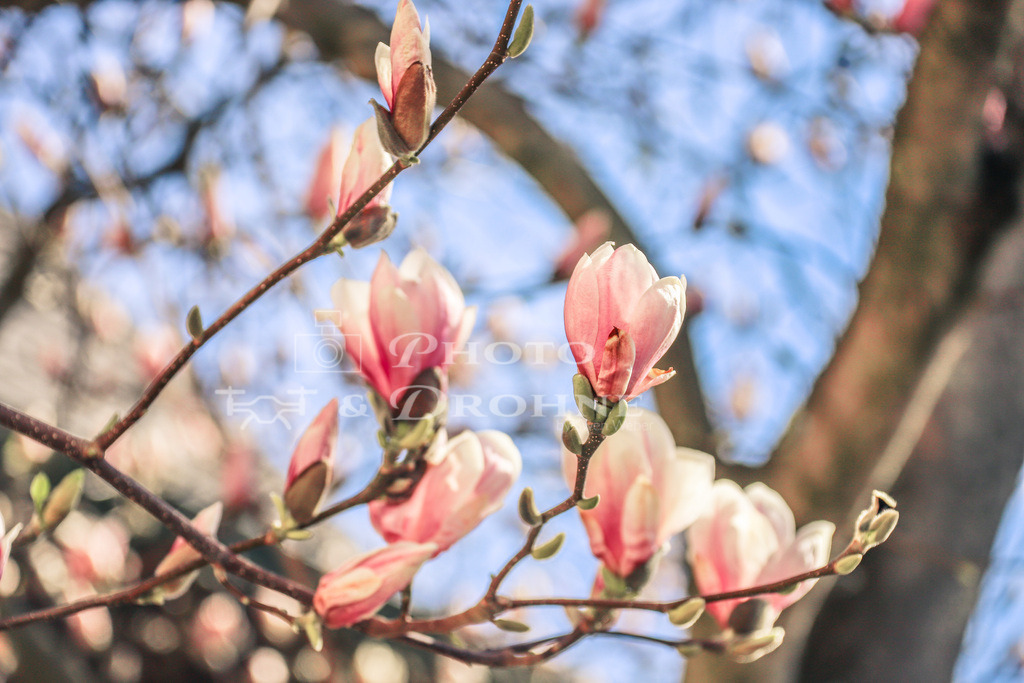 IMG_6089 | Magnolie in Blüte Magnolien - Realisiert mit Pictrs.com