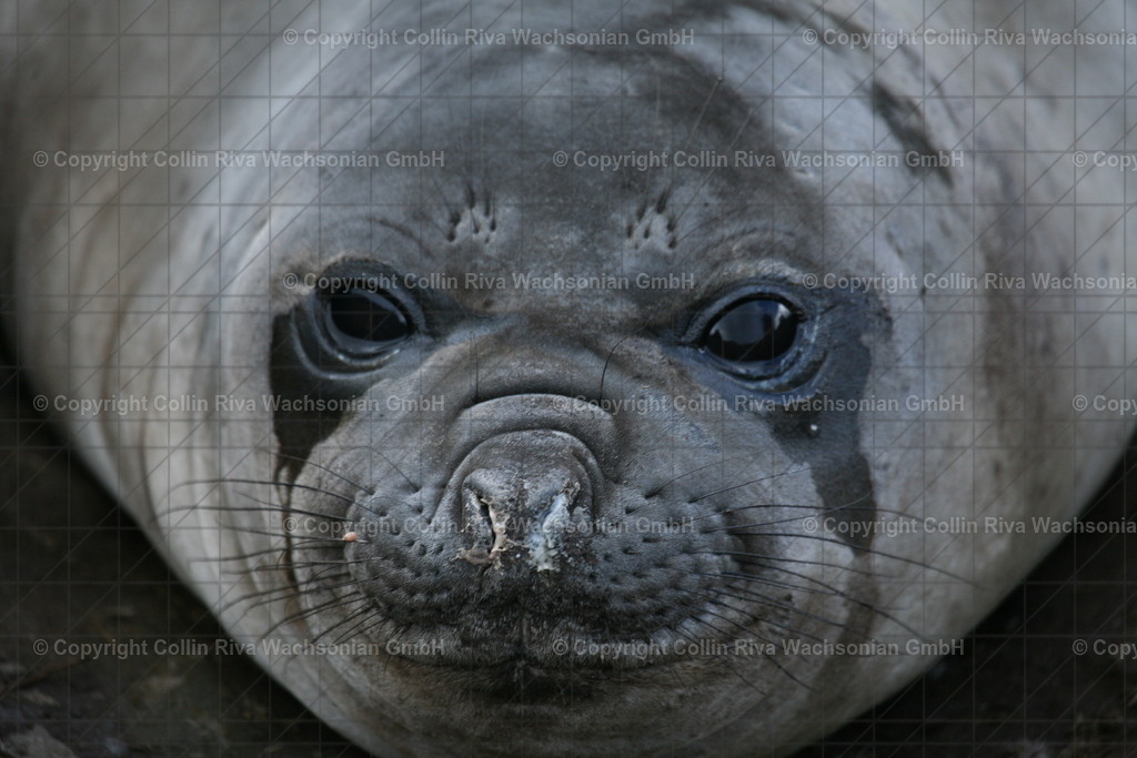 IMG_1695 | Antarktis / Antarctica - Realisiert mit Pictrs.com