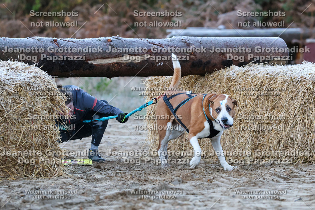 Dog Paparazzi - Strongdog 10-25-75 | Dog Paparazzi Jeanette Grottendiek Fotografie & Videografie - Realisiert mit Pictrs.com