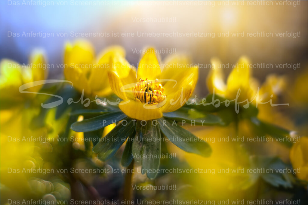 In Richtung Sonne | Leuchtend gelbe Winterlinge, detailreich im strahlenden licht - Realisiert mit Pictrs.com