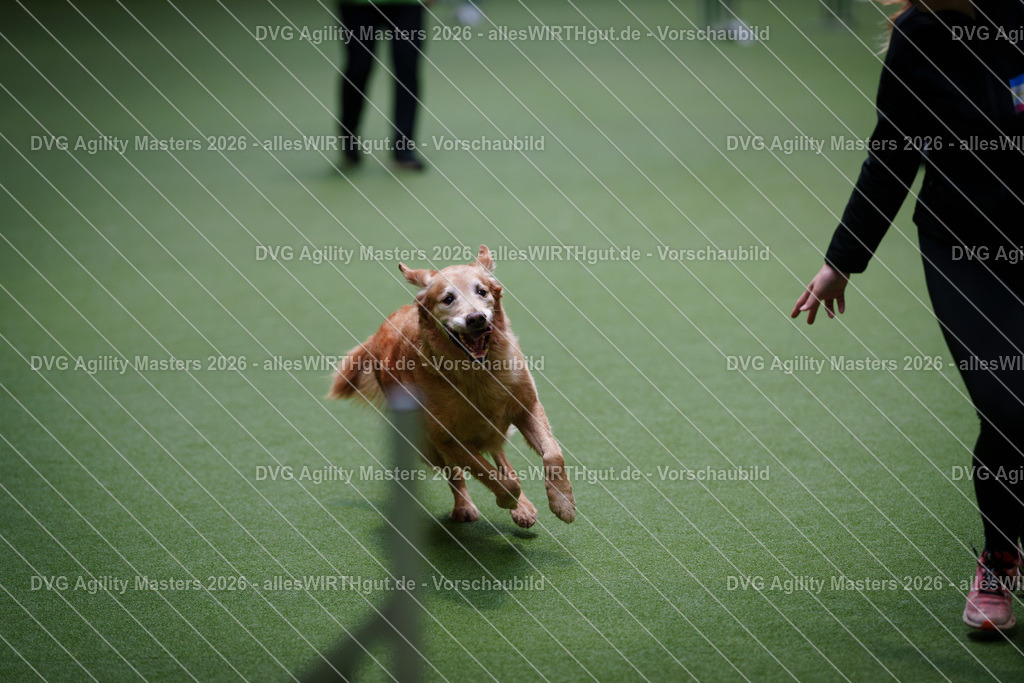 allesWIRTHgut_Tierfotografie-DVG_Agility_Masters_2026-13_28-7R509509 | Professionelle Tierfotografie in Mönchengladbach von Daniel Wirth (allesWIRTHgut). Liebevolle & natürliche Bilder von Hunden & Katzen für unvergessliche Erinnerungen.
