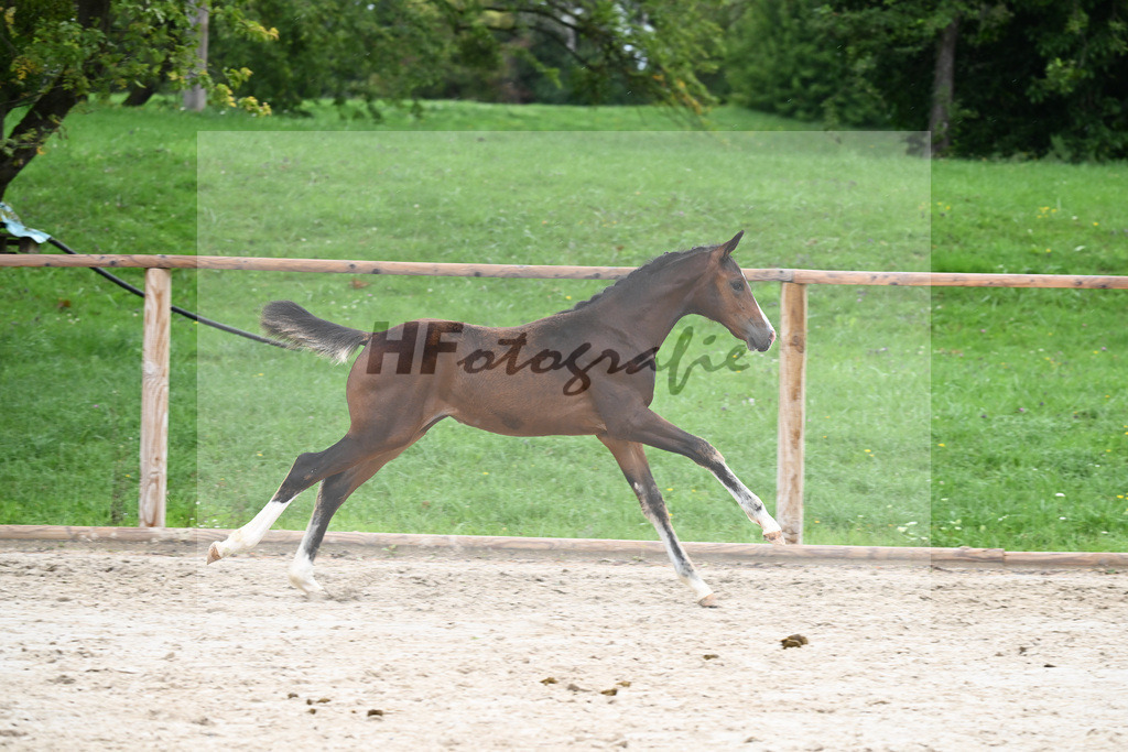 Kat-Nr. 9 SF Diamond First_Sax_25230174 | hf-fotografie - Realisiert mit Pictrs.com
