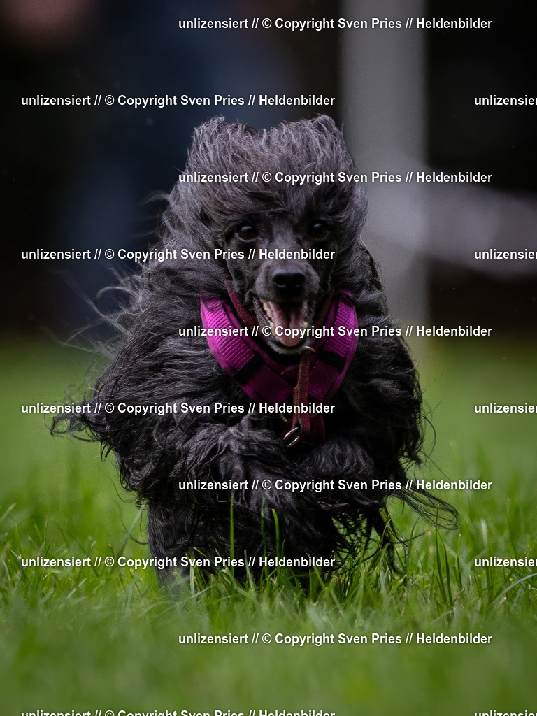 Sven Pries | 2024-10-19 - Hunderennen Ober-Grombach - Realisiert mit Pictrs.com