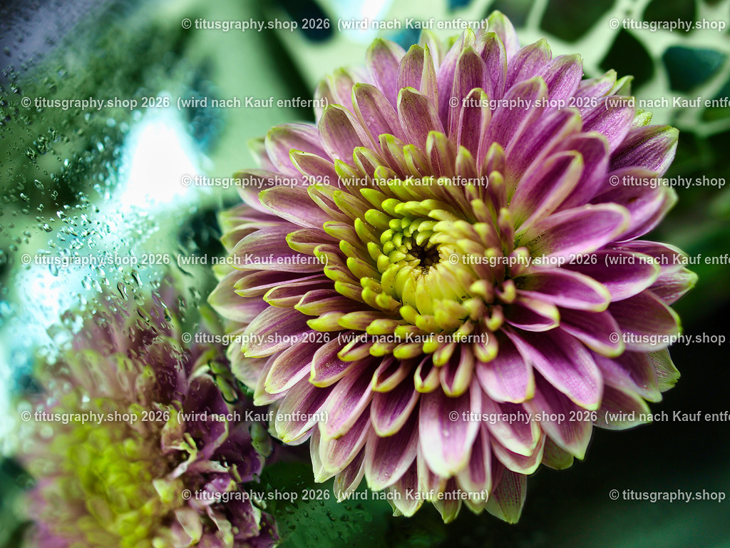 titusgraphy_P7159407-vz-ln | titusgraphy-shop: Geschenkideen mit Qualitätsfotos. titusgraphy-shop: gift ideas with quality photos. titusgraphy-shop: idées cadeaux avec photos de qualité.  - Realisiert mit Pictrs.com