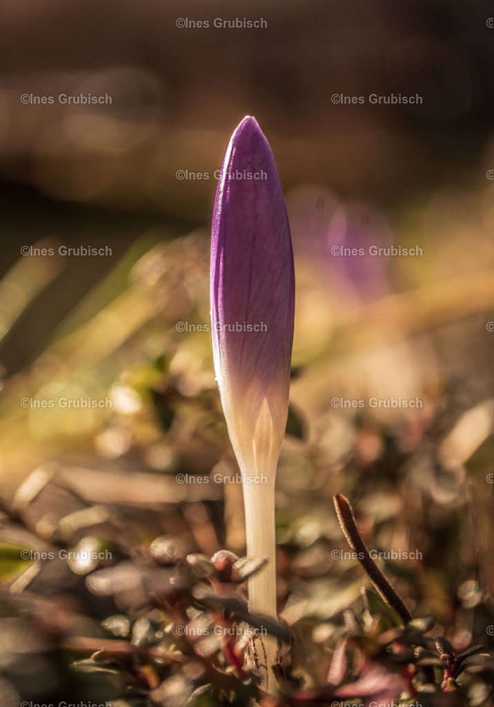 Krokus vor der Blüte | Lila Lubbenbomm - Artwork by Ines Grubisch - Realisiert mit Pictrs.com