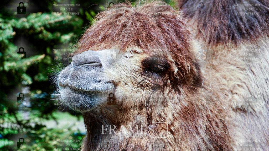 Kamel | Frames by Niels – Fotograf aus Wassenberg (Nähe Mönchengladbach). Natürliche Fotos von Menschen, Tieren, Produkten und Architektur. Outdoor-Shootings & professionelle Prints direkt im Shop bestellen oder vor Ort buchen. - Realisiert mit Pictrs.com