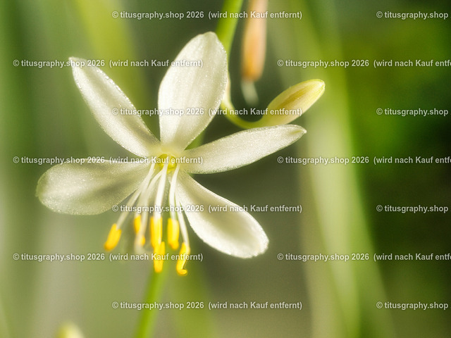 PA151281-titusgraphy-ln-1 | Fotokunstarbeit aus der INSTAGRAM-Gallerie auf titusgraphy.eu - Realisiert mit Pictrs.com