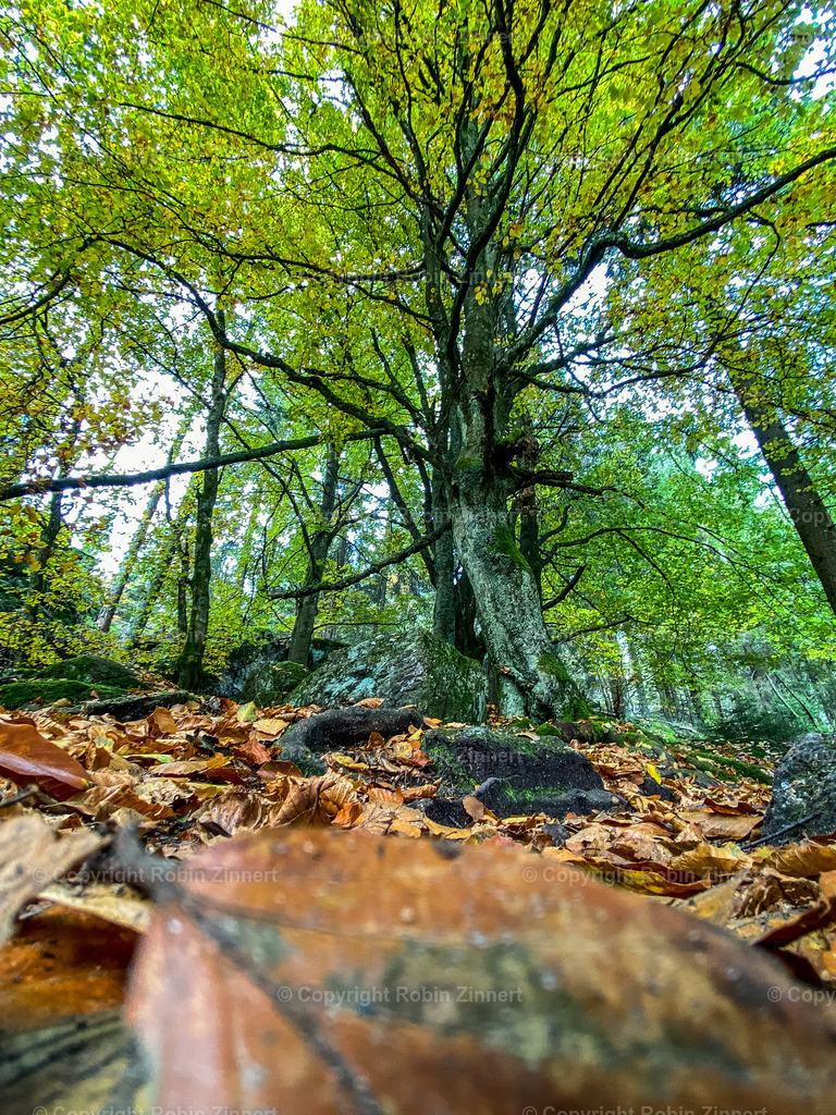 Nußhard_Herbst-1 | Robin Zinnert - Realisiert mit Pictrs.com