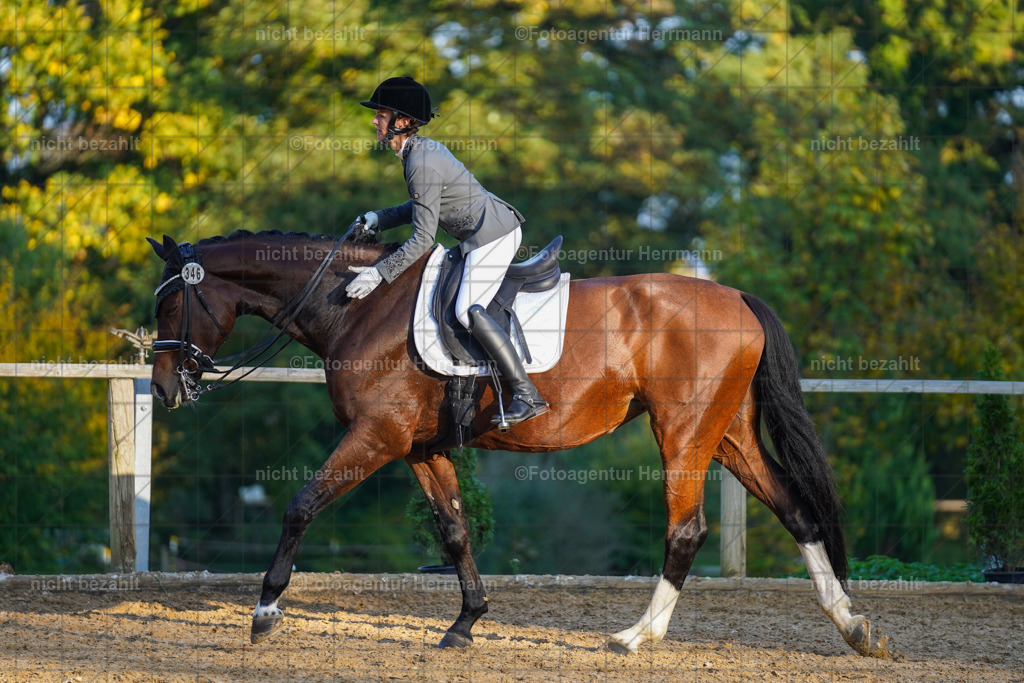 20221007-FAH00404 | Diessen am Ammersee, 2022, Dressur- und Springturnier, Reitsportbilder, Turnierfotografen Bayern, Pferdefotografen, Fotoagentur Herrmann, Turnierbilder