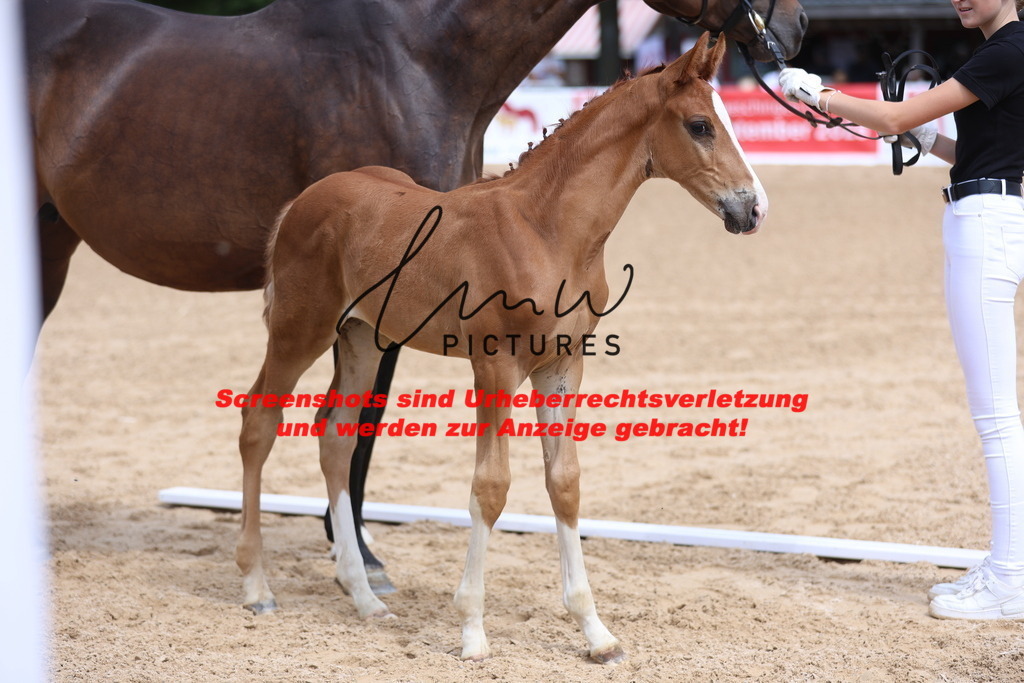 Fohlenschau_Schwäbisch_Hall_dressurbetonte_Fohlen_KN 7_9 | lmwpictures - Realisiert mit Pictrs.com