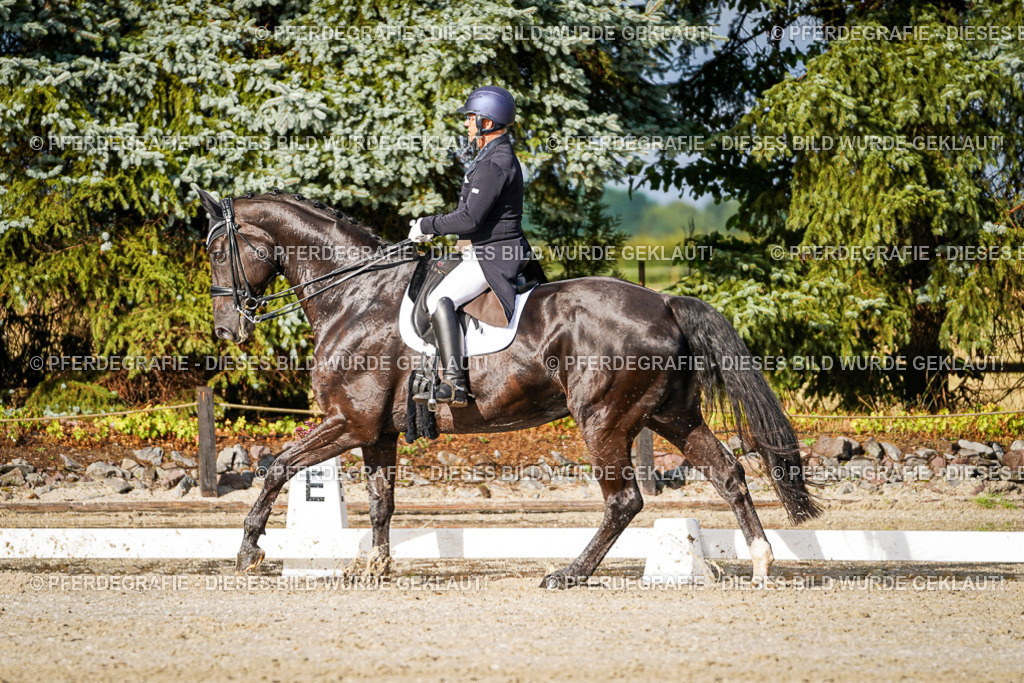 DSC00386 | Pferdegrafie