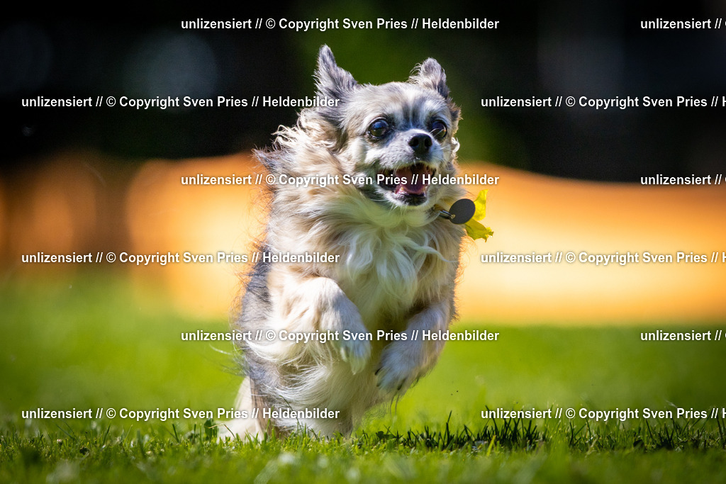 Sven Pries | 2025-08-10 - Hunderennen Durlach - Realisiert mit Pictrs.com