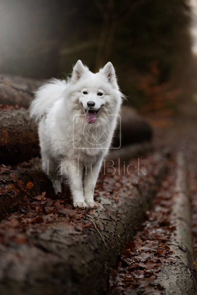 _7M34089-Verbessert-RR Kopie | <licht-blick-fotografie><shooting><portraitshooting><tiershooting><landschaftsbilder><shootingbuchen><buchen><fotografbremen> <fotograf niedersachsen><fotografin Bremen und niedersachsen><carshooting><automobilfotografie><auto> - Realisiert mit Pictrs.com
