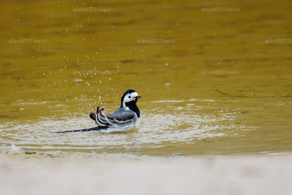 allesWIRTHwild.de - 7IV01801-Verbessert-RR | Entdecke die faszinierende Welt der Natur- und Wildlife-Fotografie von Daniel und Bärbel. Inspirierende Bilder von wilden Tieren und kleinen Naturwundern.