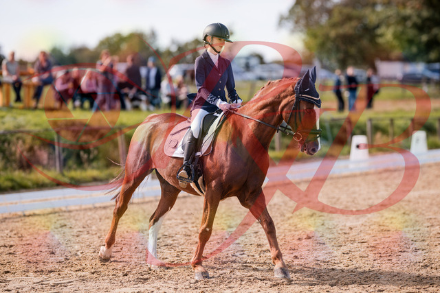 2026_10_03_Siefer-Hof_133108_Z81_84520593 | Professionelle Reitsport-, Turnier- und Eventfotografie von Robert Broda. Galerien mit ausgewählten und bearbeiteten Bildern direkt online ansehen und bestellen.