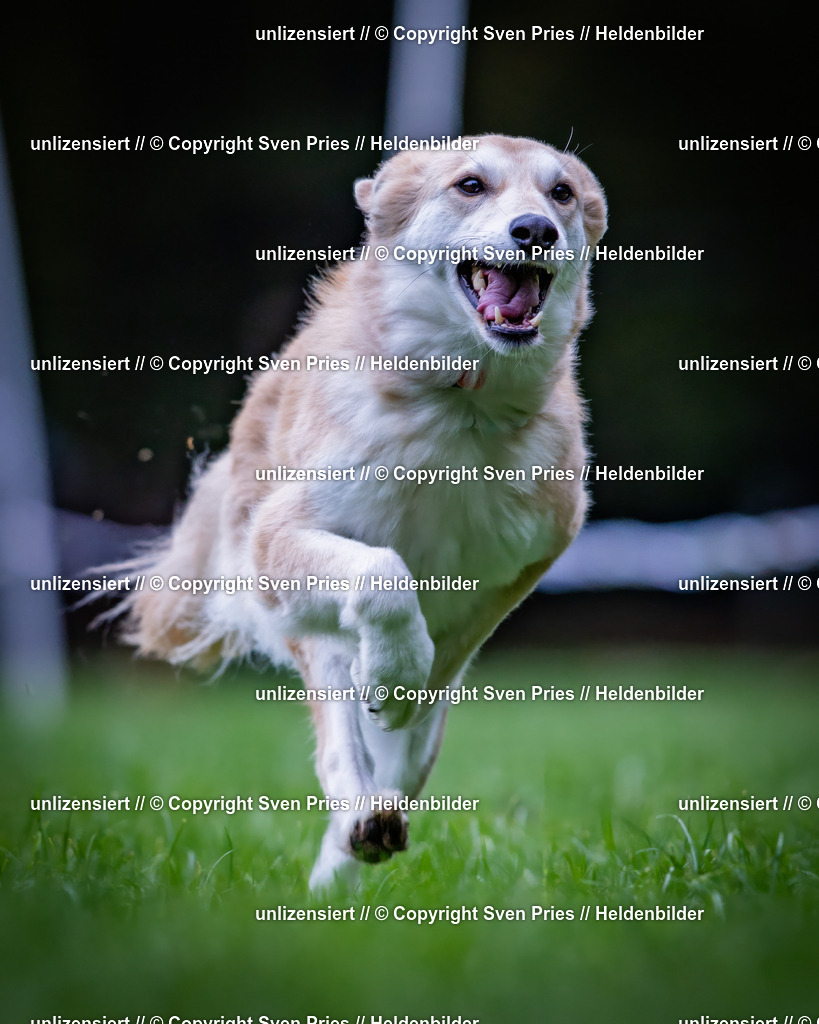 Sven Pries | 2024-10-19 - Hunderennen Ober-Grombach - Realisiert mit Pictrs.com