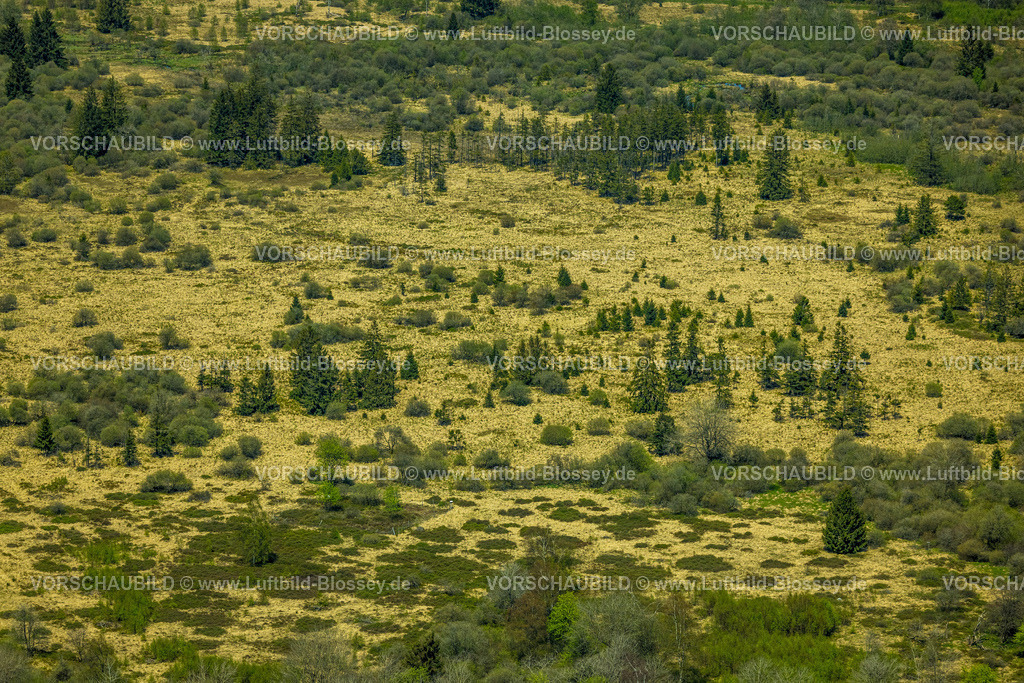 Monschau240502334HohesVenn | Luftbild, Hohes Venn Naturpark Eifel, Hochfläche bei Mützenich Landschaftsschutzgebiet, Vennhochfläche Wiesen und Felder Moorheidekomplex, Grenzgebiet Deutschland-Belgien, Mützenich, Monschau, Nordrhein-Westfalen, Deutschland