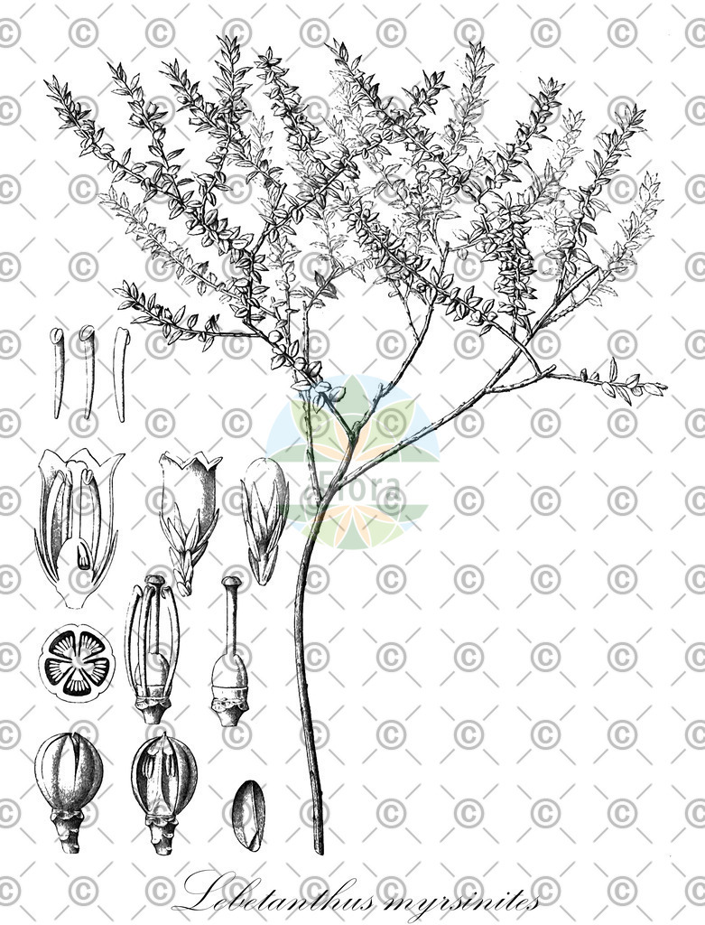 HistAbb_wfo-0001046648_3_ENZY_Simple | Historische Abbildung von Lebetanthus myrsinites - Ericaceae | Historical Illustration of Lebetanthus myrsinites - Ericaceae