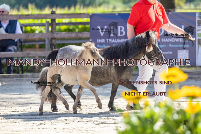 Badbergen RR-41 | mandyhollmannphotographie